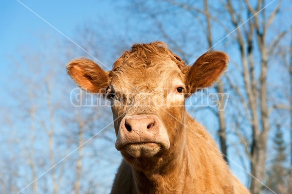 Charolais Cross Heifer 
