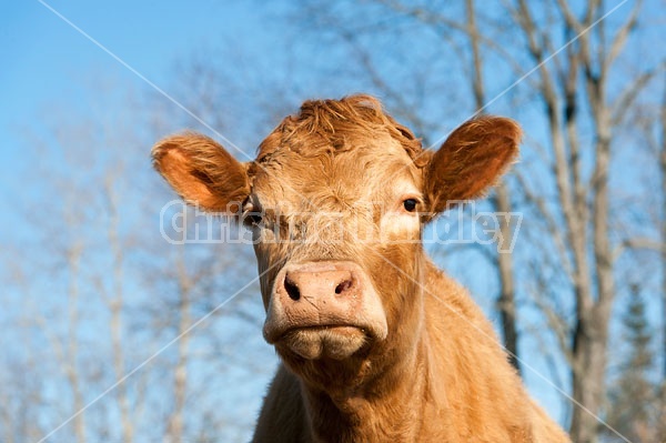 Charolais Cross Heifer 