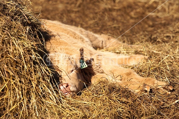 Young Beef Calf Sleeping