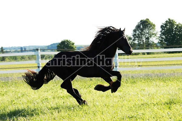 Friesian stallion