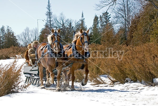 Horse drawn sleigh ride