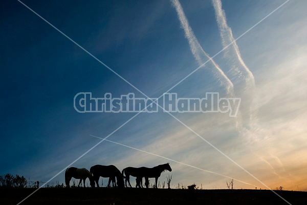 Horses silhouetted against dramatic sky and clouds