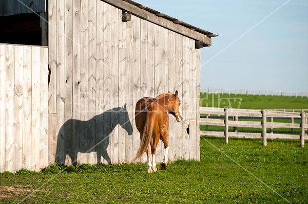 Paint quarter horse