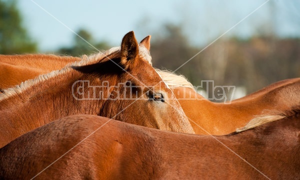 Horses interacting with each other in the spring of the year