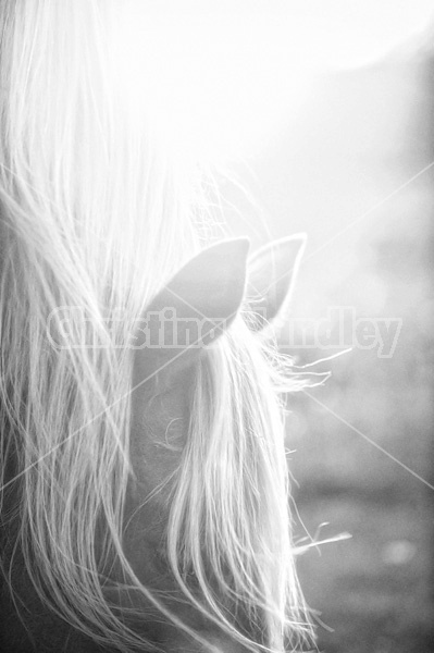 Close-up of horse in the setting sun