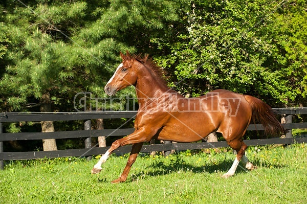 Thoroughbred horse running around paddock