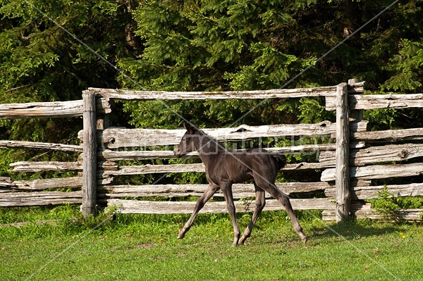 Rocky Mountain horse foal