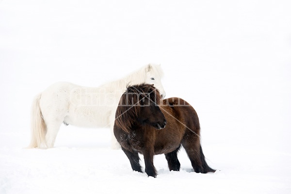 Icelandic horses standing in deep snow