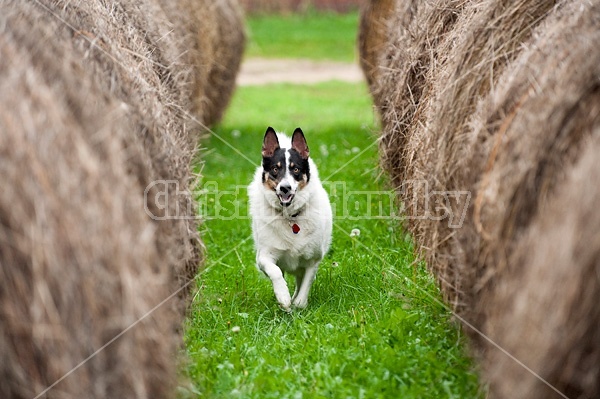 Border Collie cross farm dog