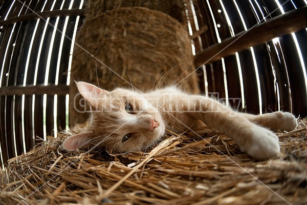 Cat laying on round bale of straw inside barn