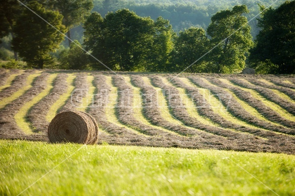 Photo of hay field with round bales of hay and rows of unbaled hay
