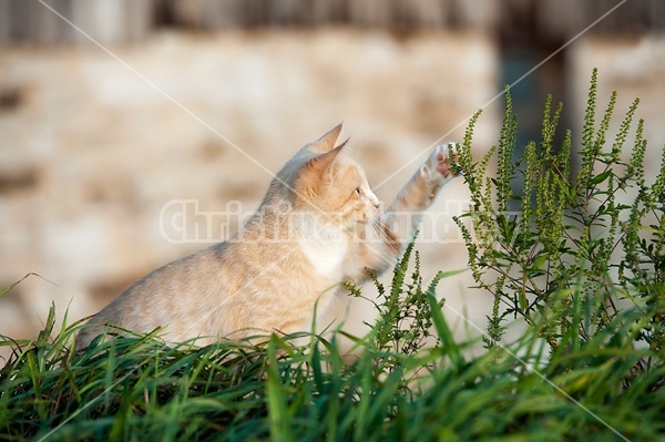 Orange cat playing with weeds