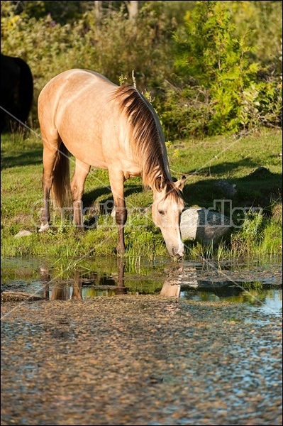 Rocky Mountain Horse