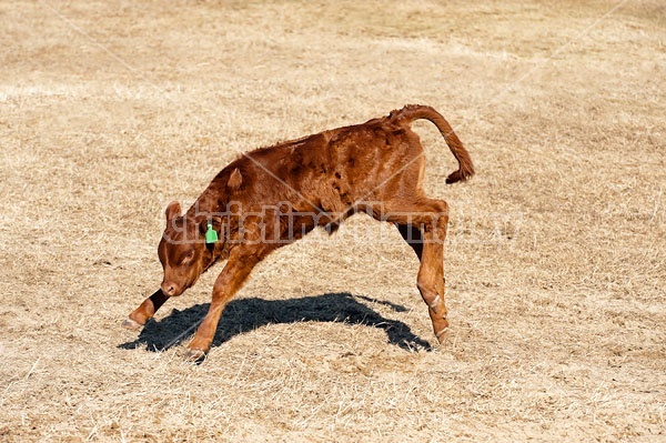 Young Beef Calf