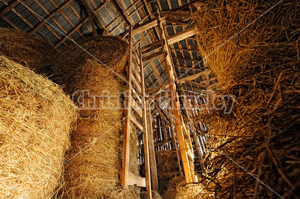 Looking up at the view inside an old barns hayloft