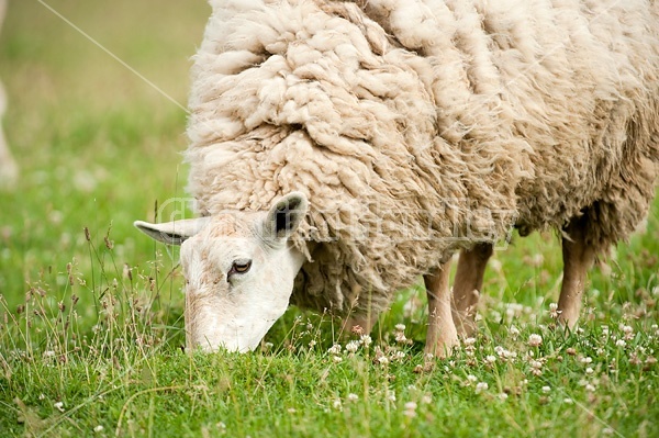 Sheep on summer pasture.