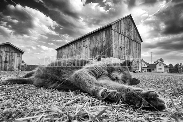 Cat laying on ground in barn yard
