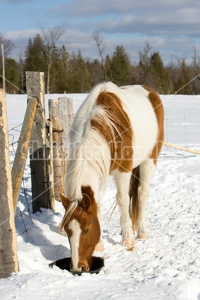 Paint horse drinking water from a black rubber tub in the snow
