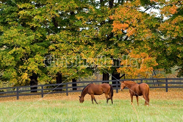 Two horses grazing on autumn pasture