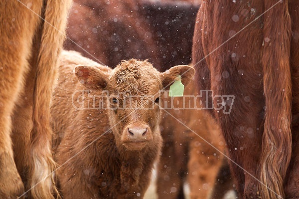 Beef Calf