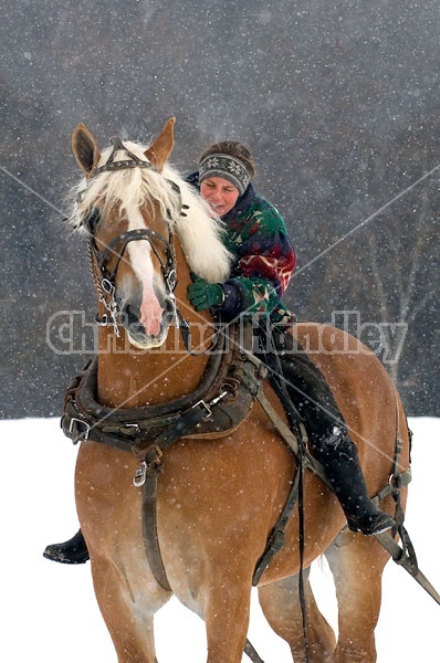 Woman Riding Belgian Stallion