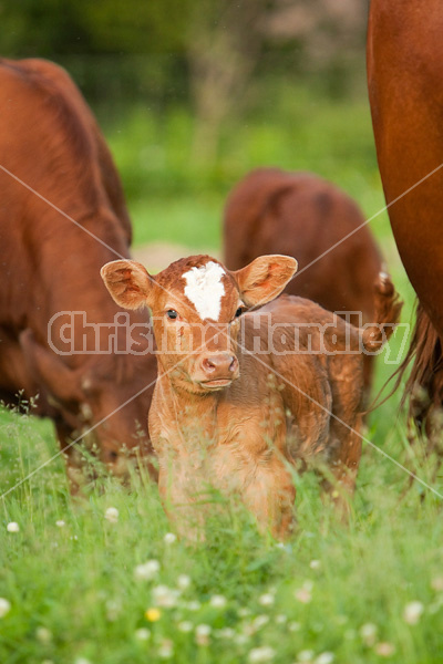 Beef cattle