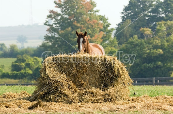 Chestnut Quarter horse eating hay