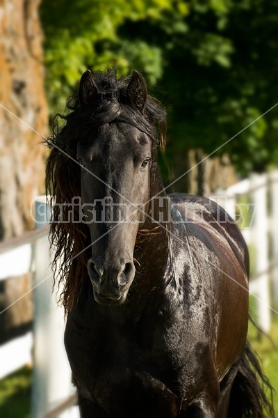 Friesian stallion