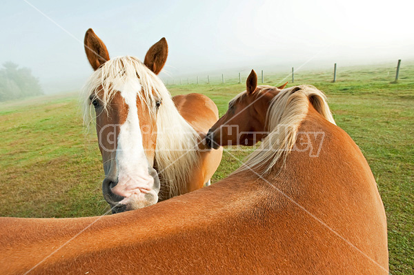 Two chestnut horses standing in field in early morning light mutually grooming each other, scratching each other.