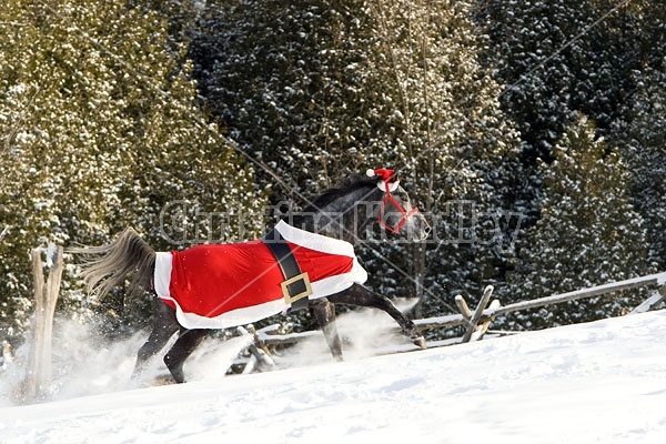 Gray horse wearing Santa Suit
