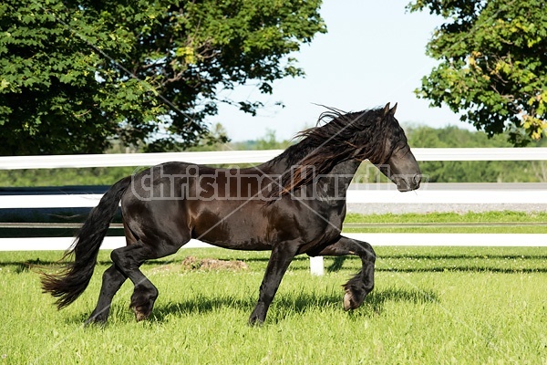 Friesian stallion