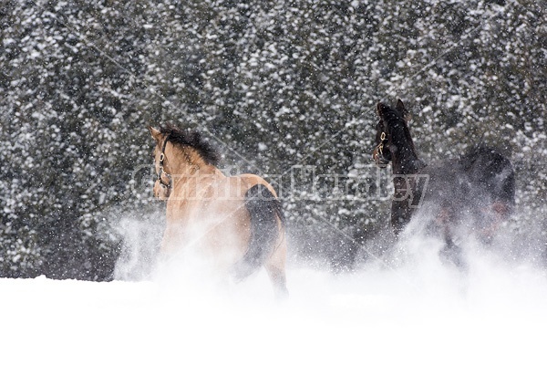 Two horses galloping through deep snow