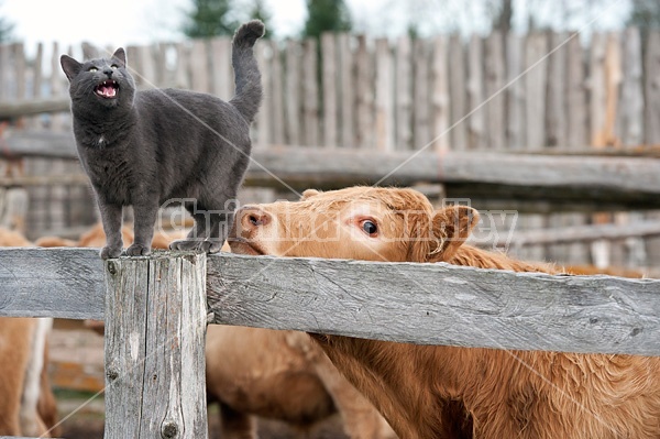 Barn cat on fence of cattle yard