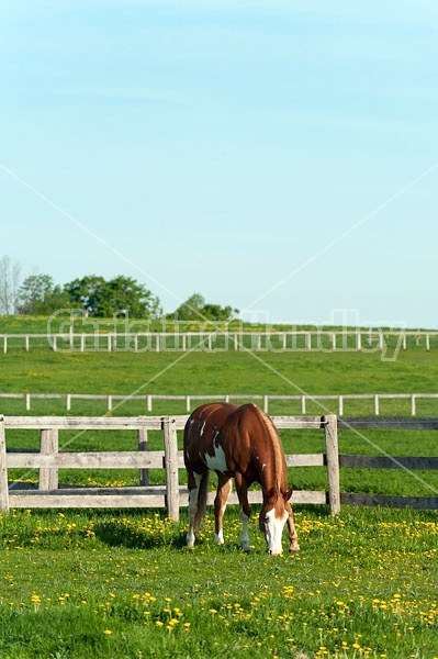 quarter horse on summer pasture