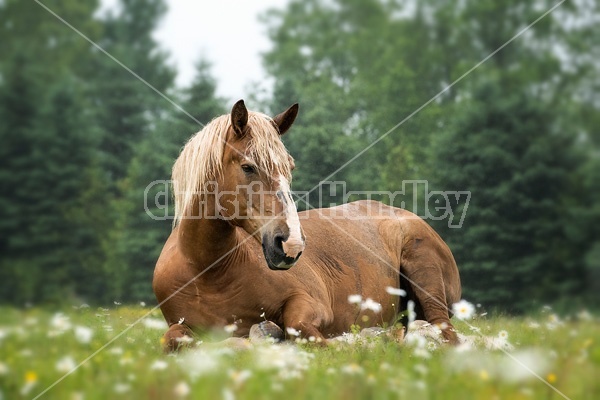 Belgian draft horse laying down in daisies