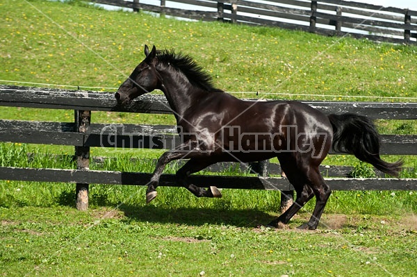 Hanoverian horse gelding