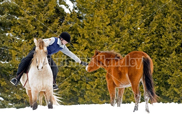 Horseback riding in the snow in Ontario Canada