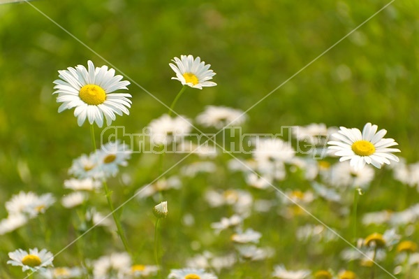 Field of daisies