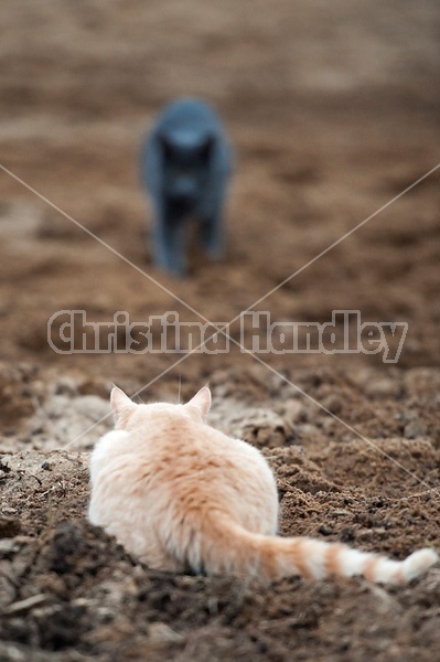 Orange cat laying in wait 