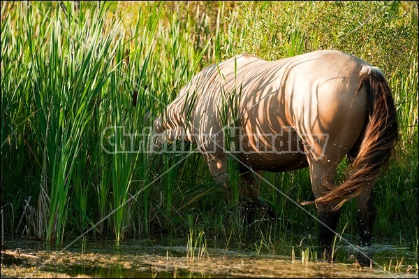 Rocky Mountain Horse