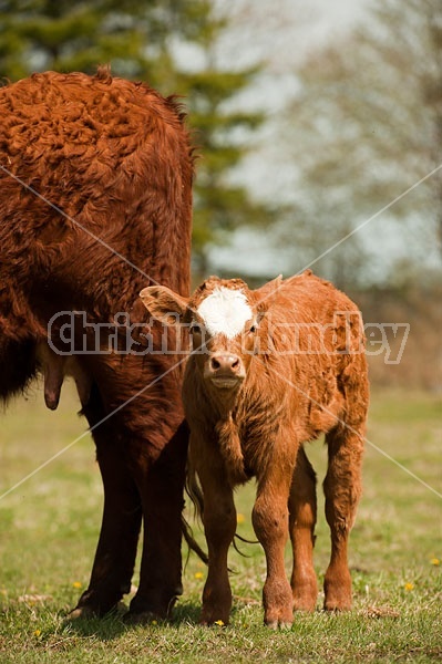 Beef Cow and Calf