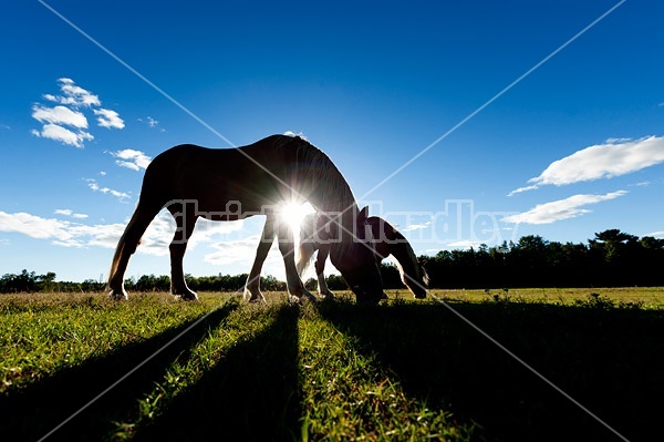 Horses grazing on summer pasture