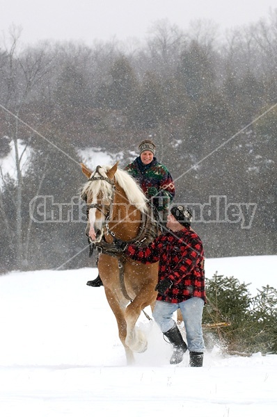 Husband and wife pulling a Christmas tree home with their Belgian horse 