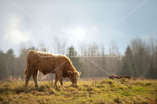 Beef Steers