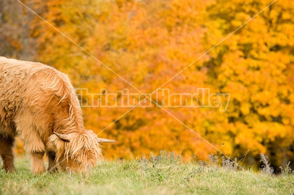 Yearling Highland Cattle on autumn pasture