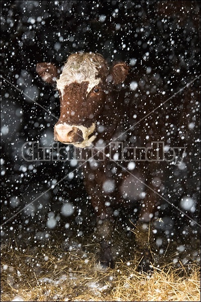 Beef cow standing in barn doorway