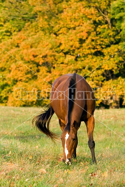 Horse grazing on autumn pasture