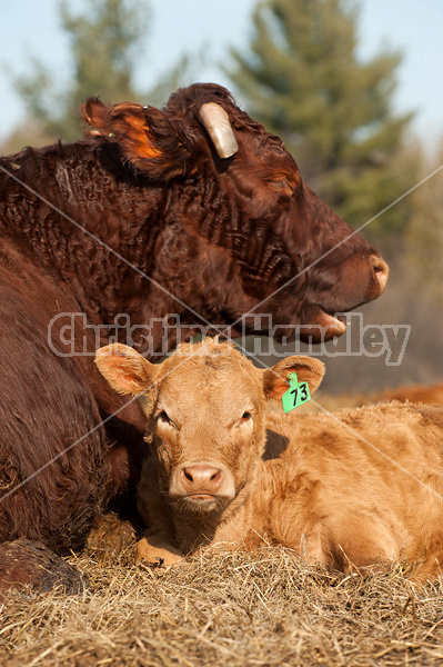 Beef cow and calf