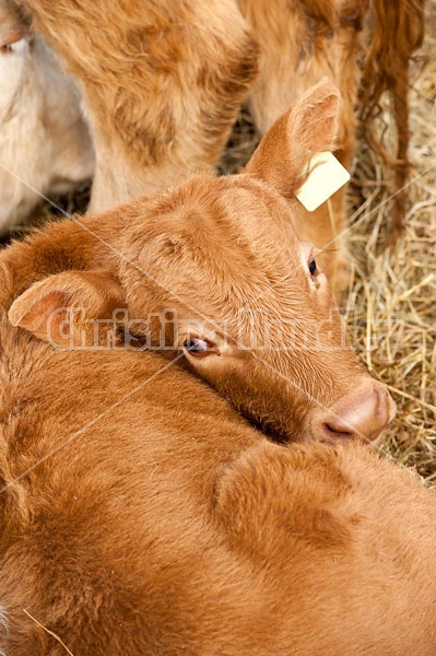 Young Beef Calf