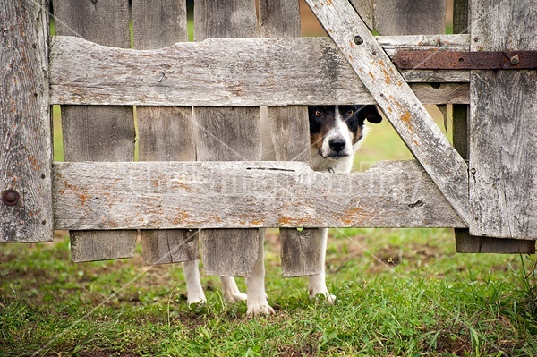 Farm dog looking through hole in wooden gate